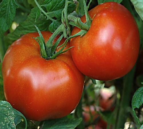 Rutgers Tomato Seeds – Beautiful Heirloom Middle Size Slicer and Good for Sauce