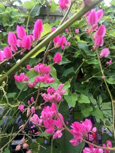 Antigonon leptopus | Coralita | Bee Bush | Coral Vine | 10 Seeds