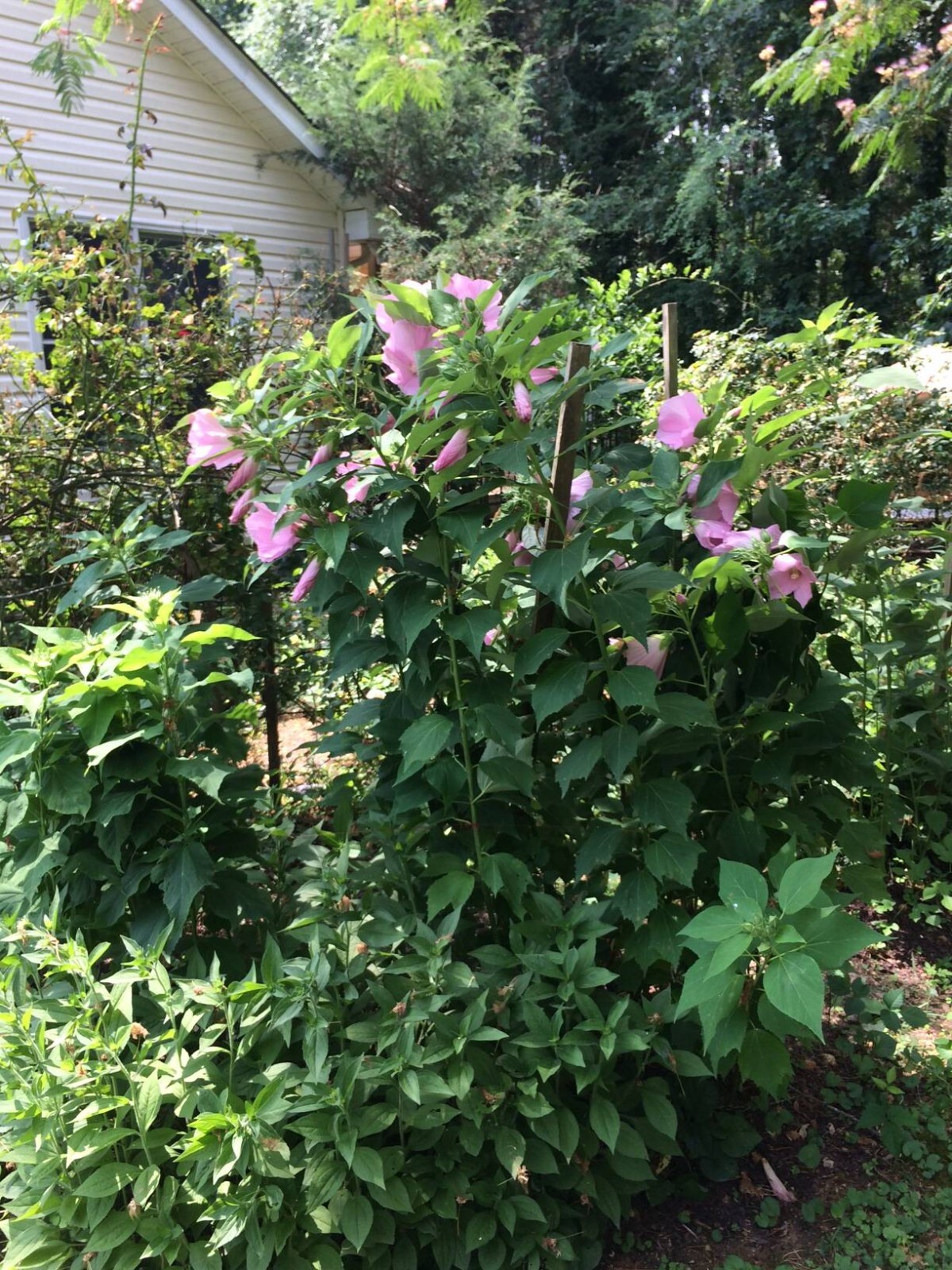 500 + Pink Perennial Hibiscus Flower Seeds USA Home Grown