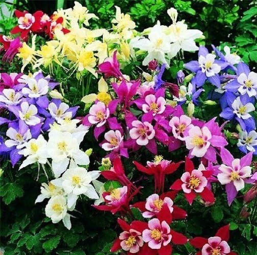 Perennial Columbine McKana Seeds – 200 Heirloom Blooms for Your Outdoor Oasis