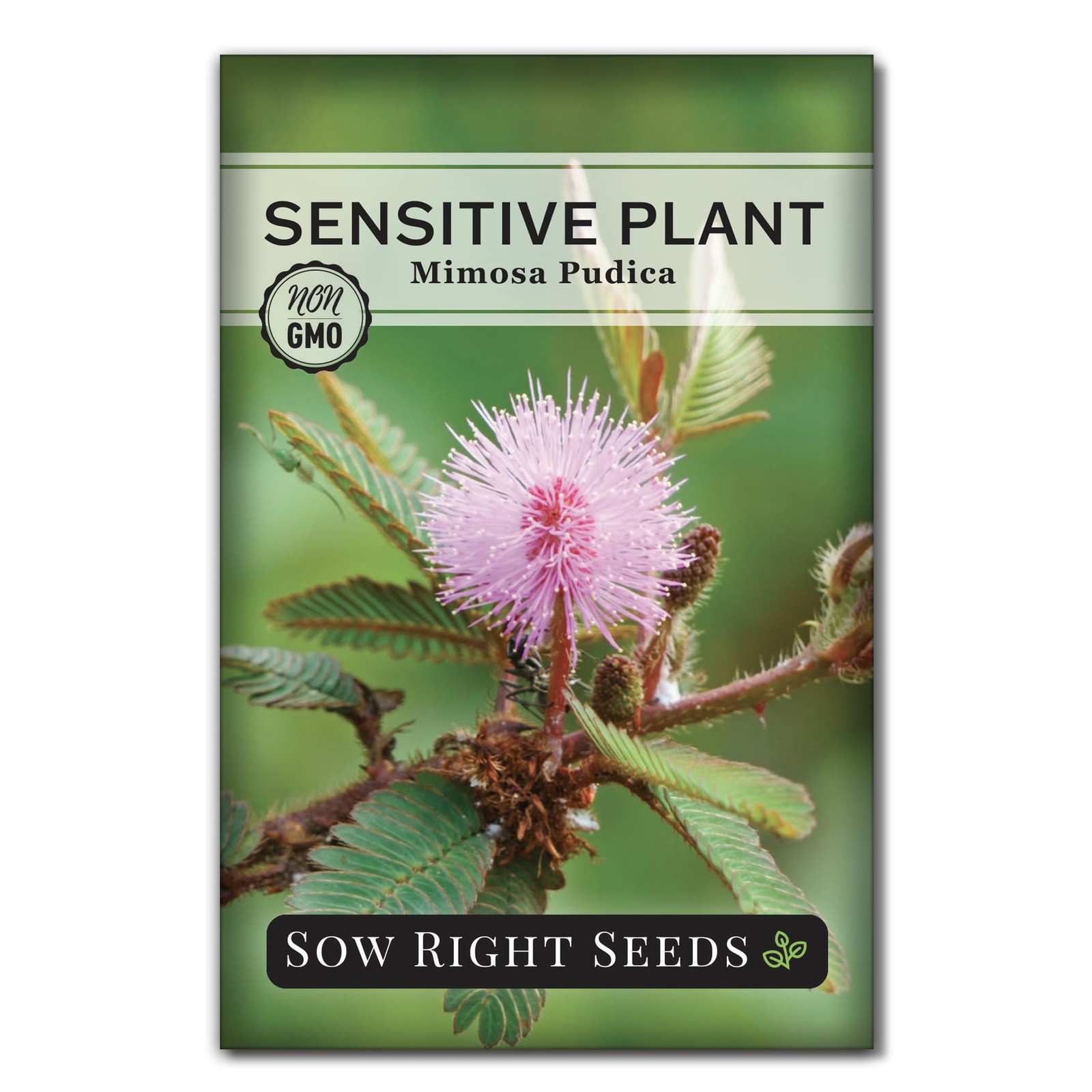 Sensitive Plant Mimosa Pudica Seeds for Planting NonGMO Heirloom Easy to Gr…