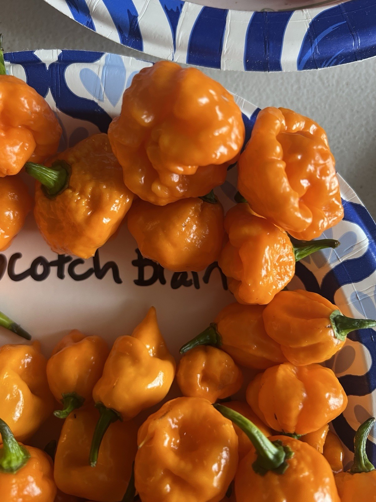 Scotch Brains Hot Pepper Seeds 15+ Per Pack