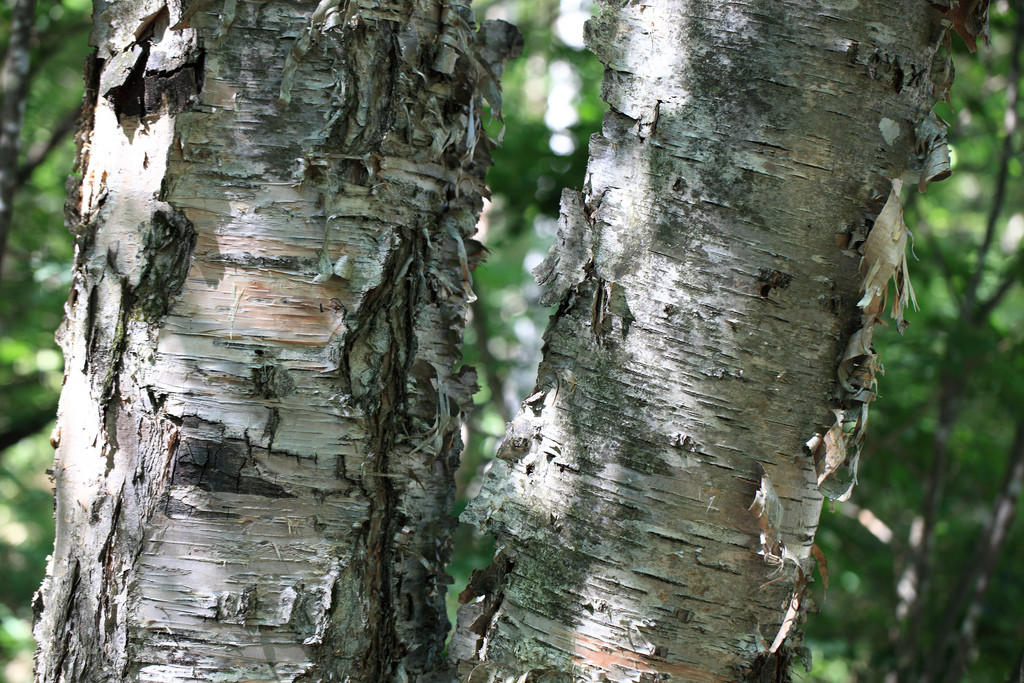 Japanese White Birch (Betula platyphylla Japonica), 100 seeds