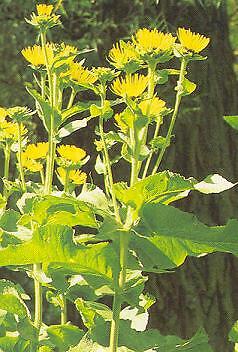 Inula magnifica 250 seeds