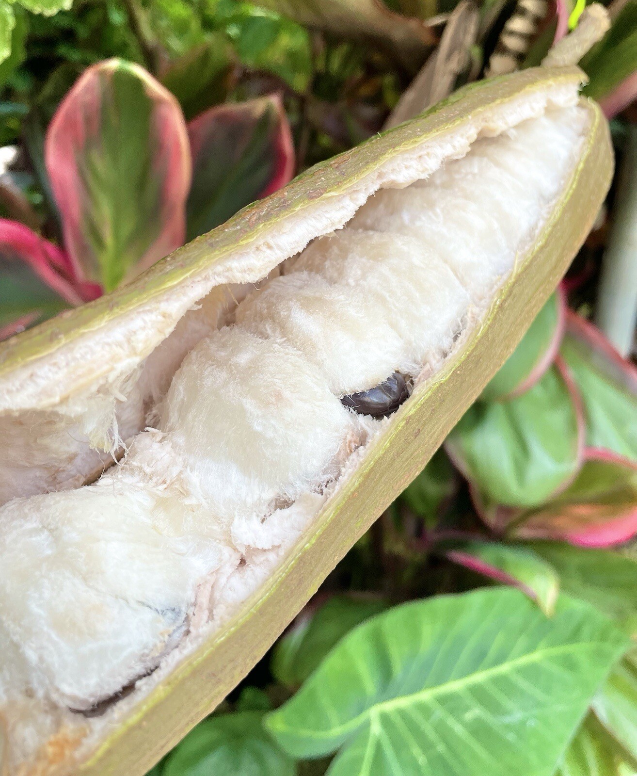 Guama Sprouted 8 Seeds (Ice-Cream Bean) Guaba Fruit pepeto Inga