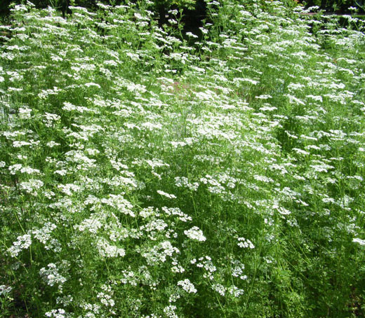 Anise 150 Seeds Great Garden Herb Heirloom