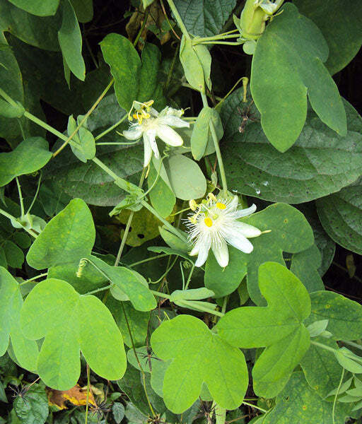 Passiflora subpeltata | White Passionflower | 5 Seeds