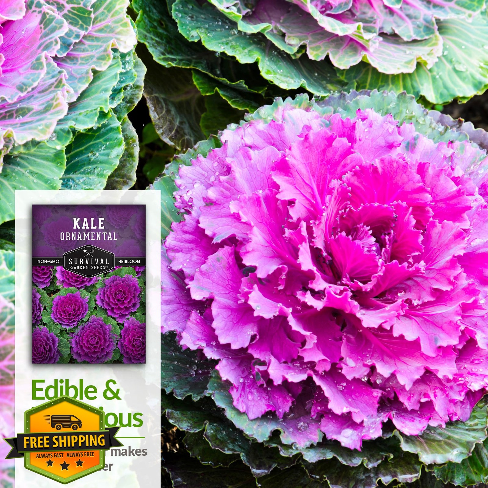 SURVIVAL GARDEN SEEDS Ornamental Kale 5 Packs