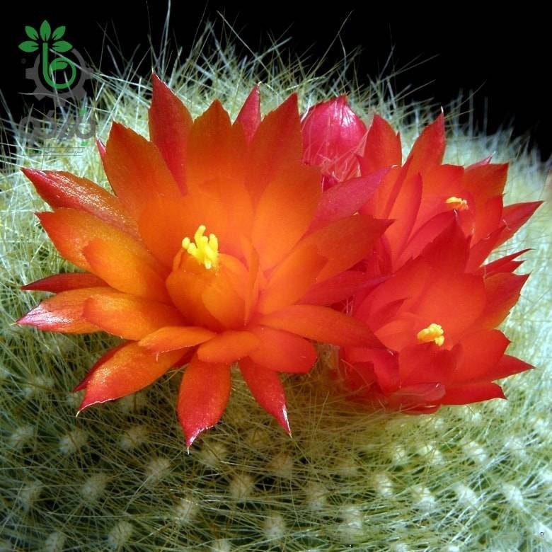 Brasilicactus Haselbergii 5 Seeds Free Shipping!