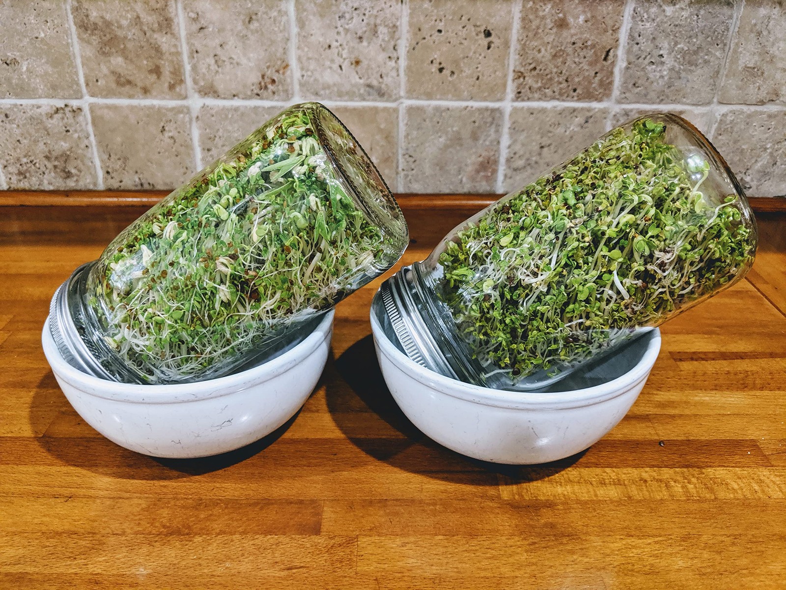 Sprouting Jar Kit Variety Pack NonGMO Seeds 5 Pack 32oz Broccoli Alfalfa