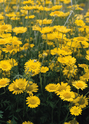 Anthemis tinctoria Kelwayi 2,000 seeds