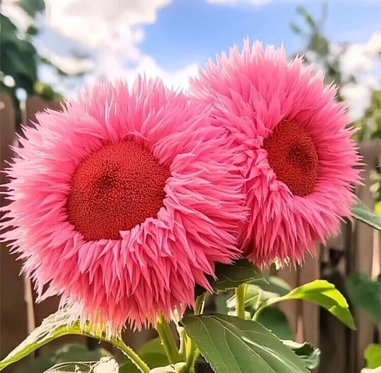 20x Bright Pink Giant Teddy Bear Sunflower Seeds Rare AWARD WINNING