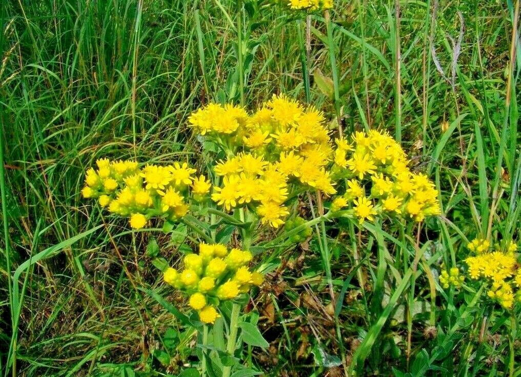 100+STIFF GOLDENROD Seeds Native Wildflower Drought Heat Cold Autumn Flowers
