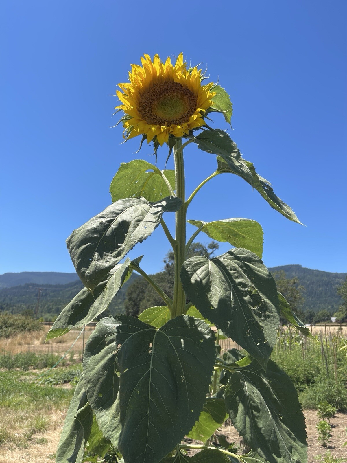 Sunflower Seeds (100 Count) (Non-GMO, Organic, Pesticide-free)