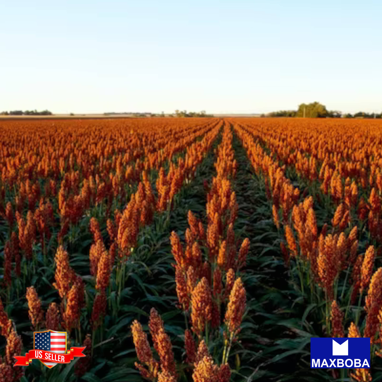 120+ Sorghum Seeds Rox Orange Syrup Cane Heirloom Non-GMO BOGO 50% OFF
