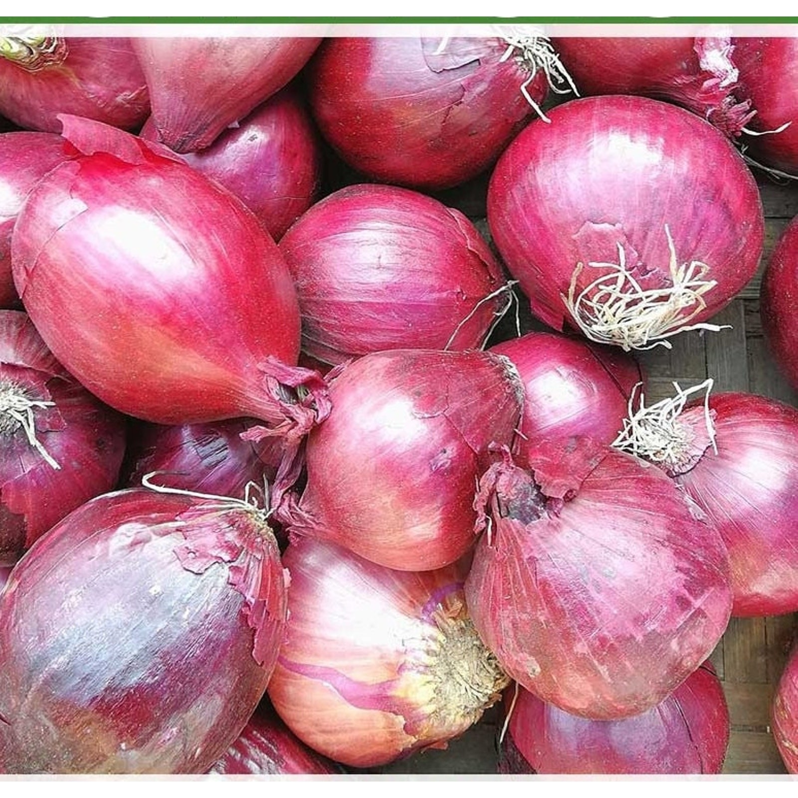 Pink Shallots Set Bulbs Organic Non GMO Garden Vegetable Heirloom – 1 lb
