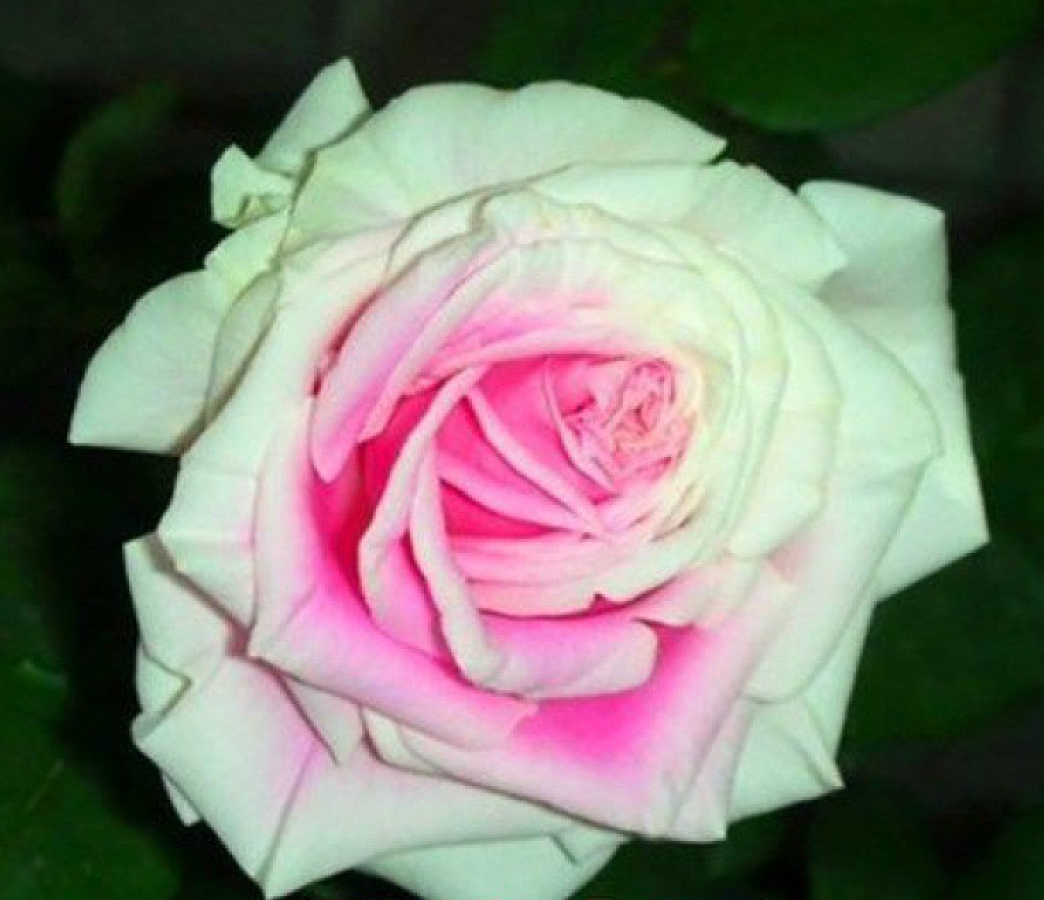 20 SEEDS for CLASSIC GREEN PINK Rose hybrid flower Bush exotic plant USA Seller