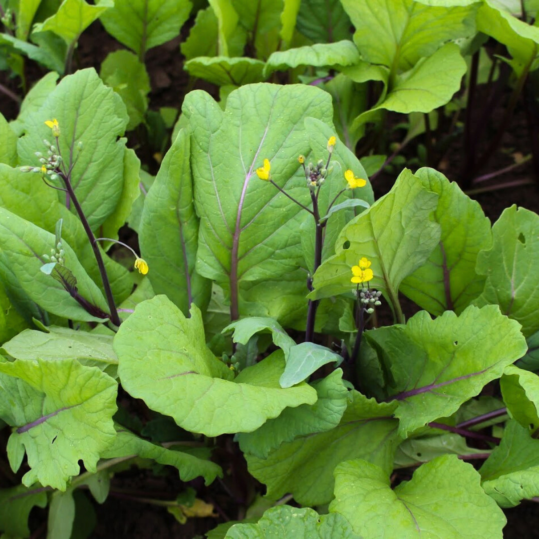 Fresh Hon Tsai Tai Seeds | Kosaitai | Heirloom Non-GMO | Asian Vegetable