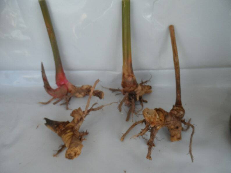 Shell Ginger Rhizomes-Bulb Only