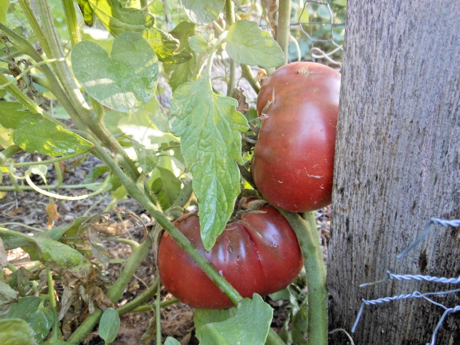 51+CHEROKEE PURPLE TOMATO Seeds Organic Native Heirloom Summer Garden Container