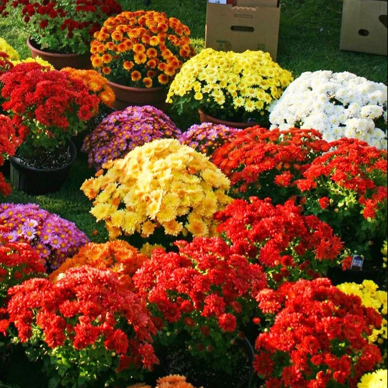 300+ Ground Cover Chrysanthemum Flower Seeds – Spreading Daisy-Like Blooms, F…