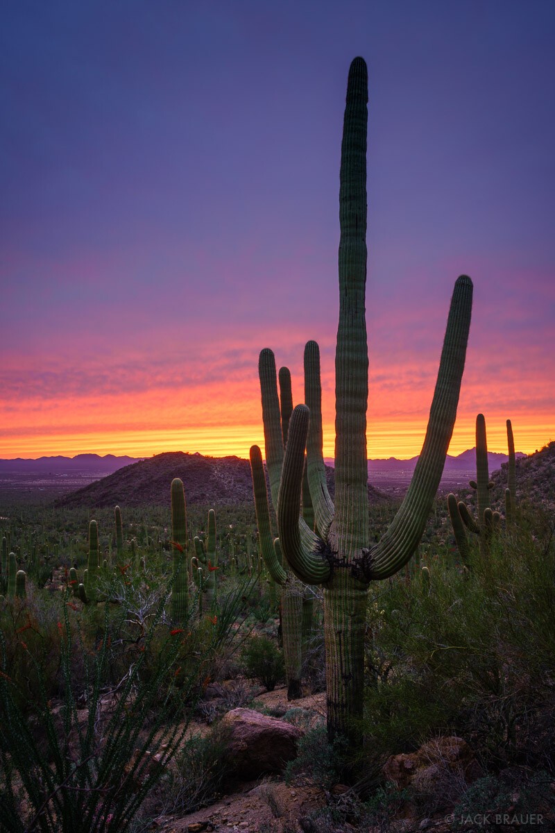 Carnegiea gigantea (Giant Saguaro) Cactus Seeds (100 Seeds)