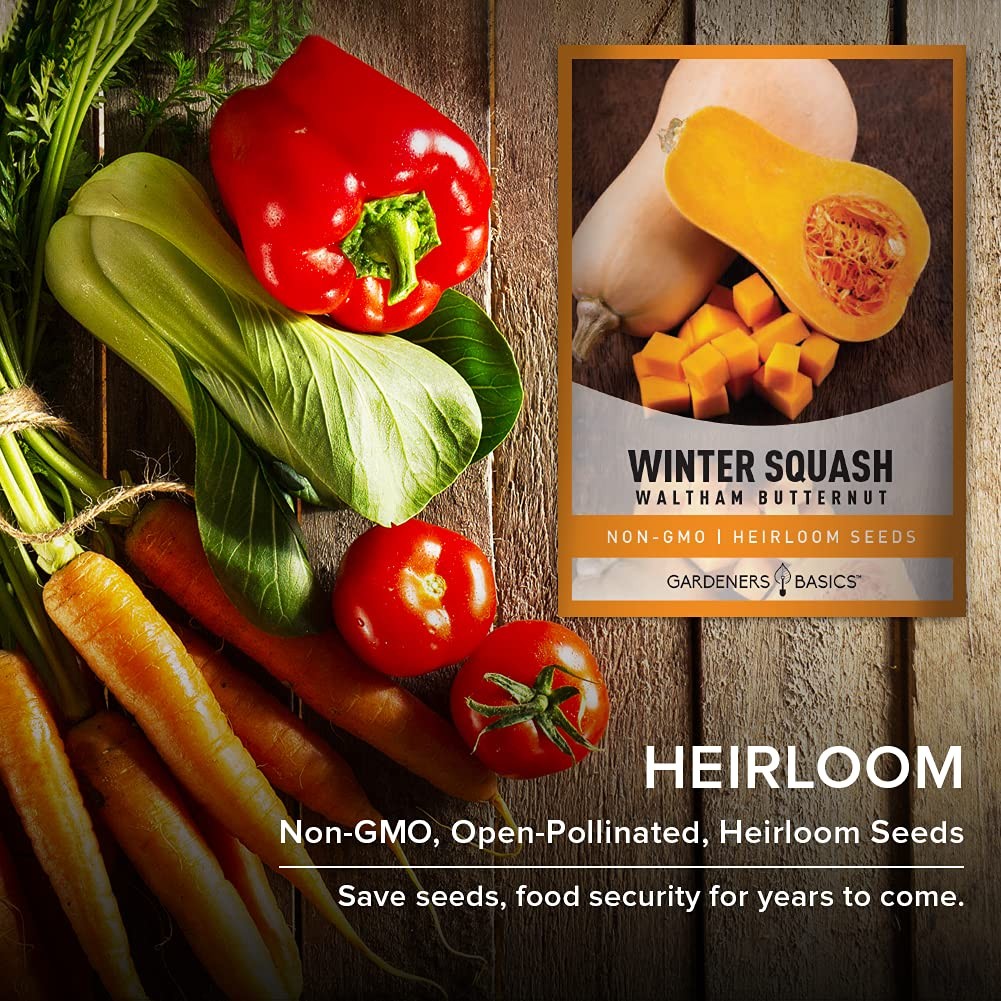 Gardeners Basics, Butternut Squash Seeds for Planting – Waltham Heirloom Non-…