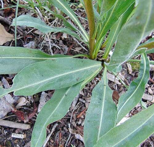 Liatris ligulistylis | Rocky Mountain or Meadow Blazing Star | 10 Seeds