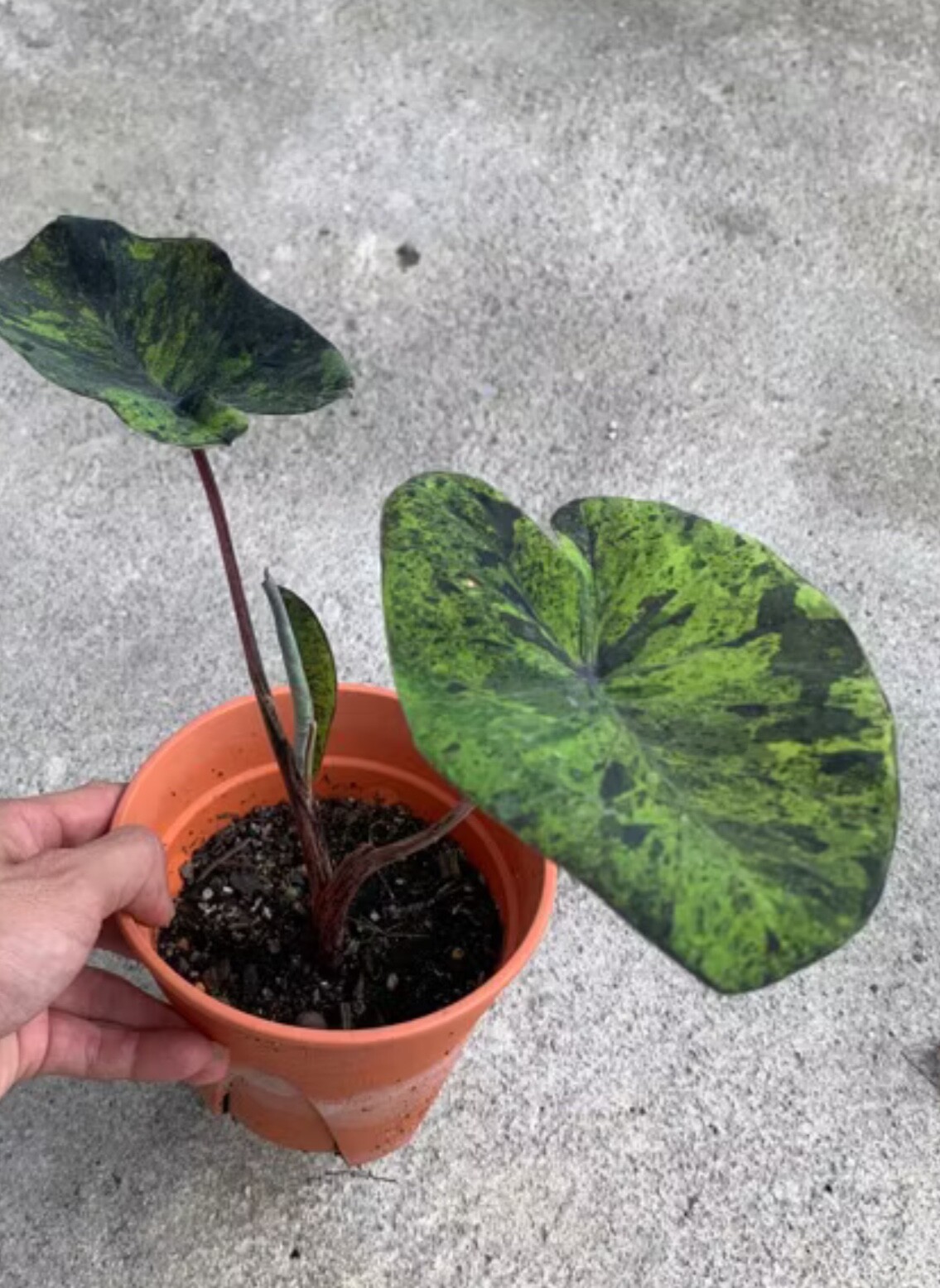AUTHENTIC Colocasia Mojito 1 bulbs