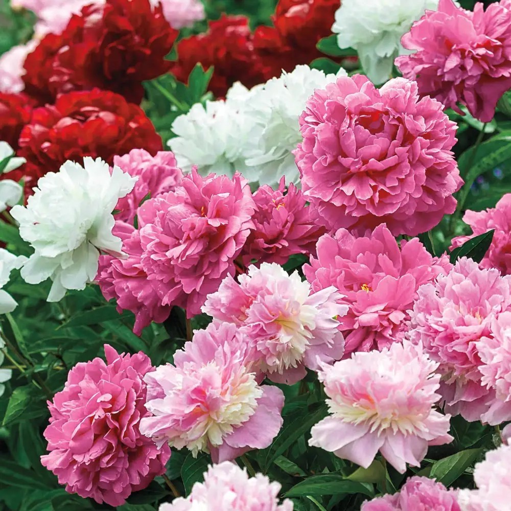 Peony Double Flowering Mix 2 Plant Divisions 2-3 eyes Spring Flowers