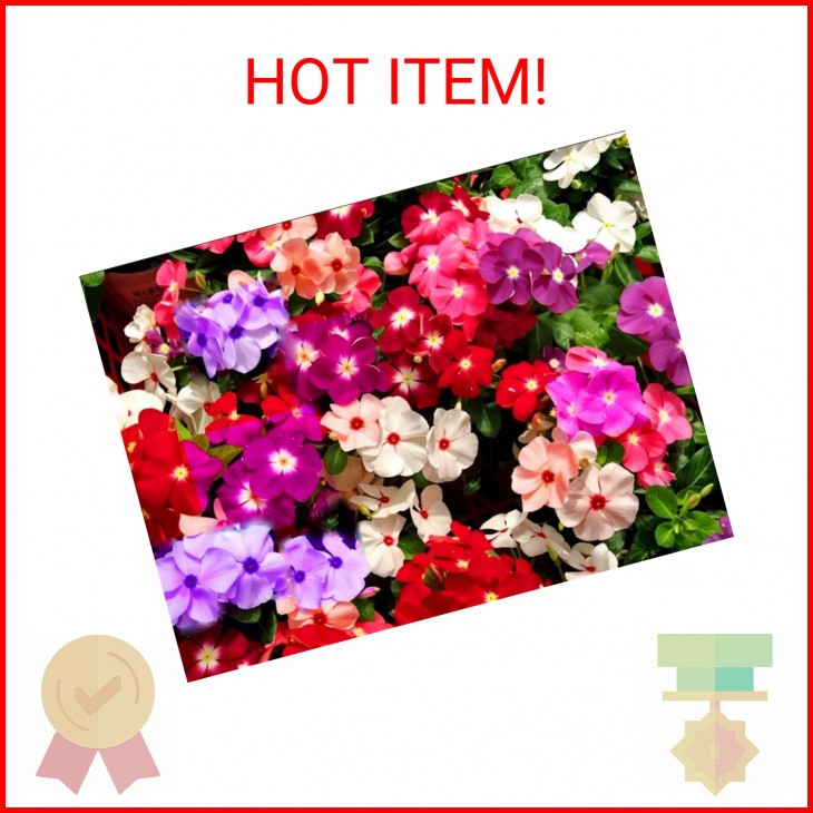 100PCS Mixed Vinca Minor Seeds Periwinkle Home Garden Seeds Heirloom Flower Seed