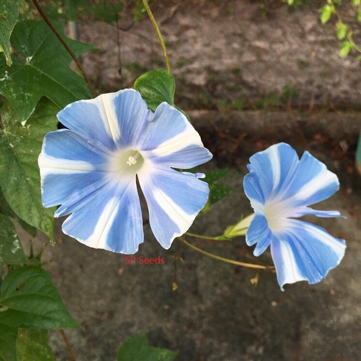 Misty Blue Youjiro Split Petal Japanese Morning Glory – ipomoea NIL – 6 seeds