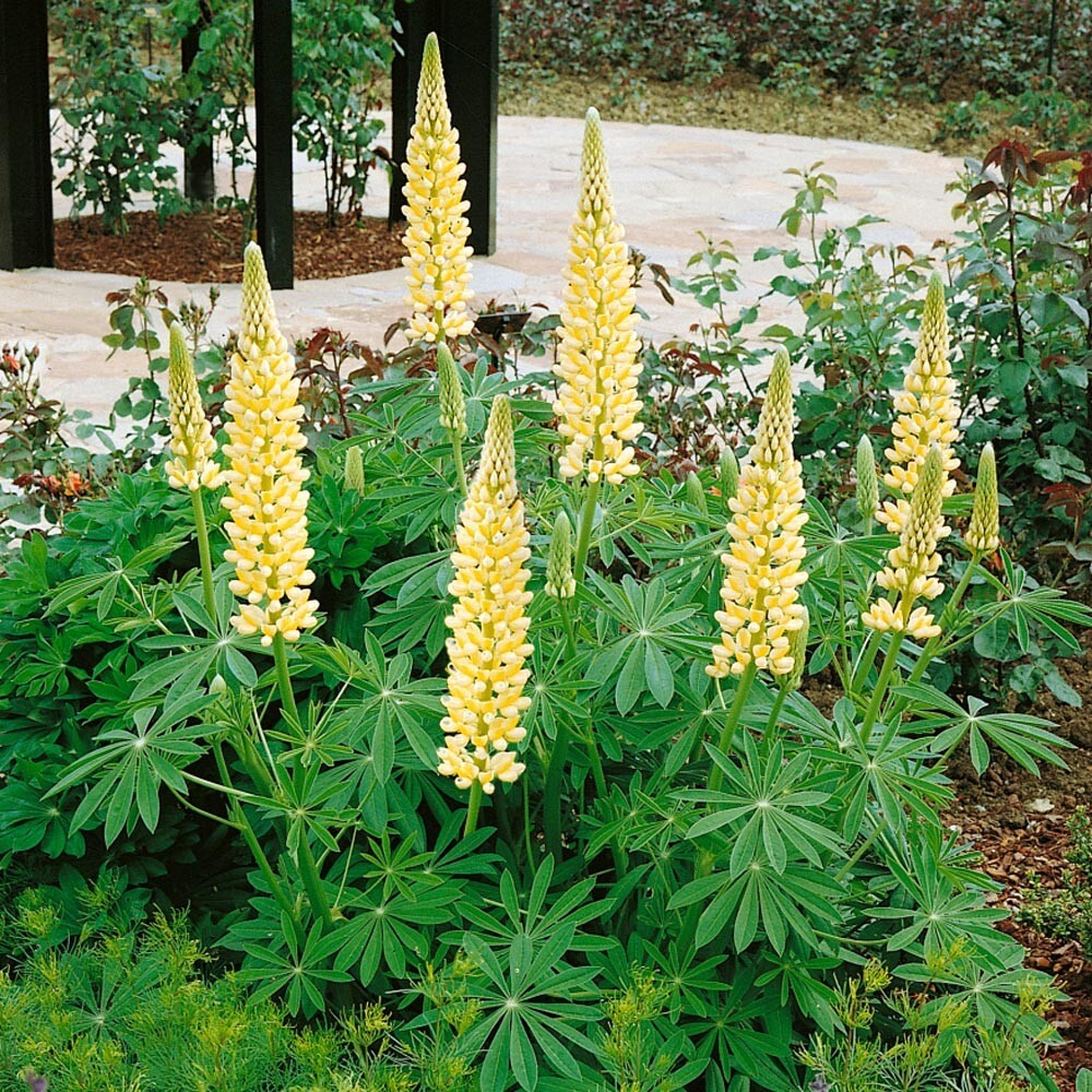 Lupine Chandelier -50 Seeds- Yellow- Attracts bees, butterflies – Deer Resistant