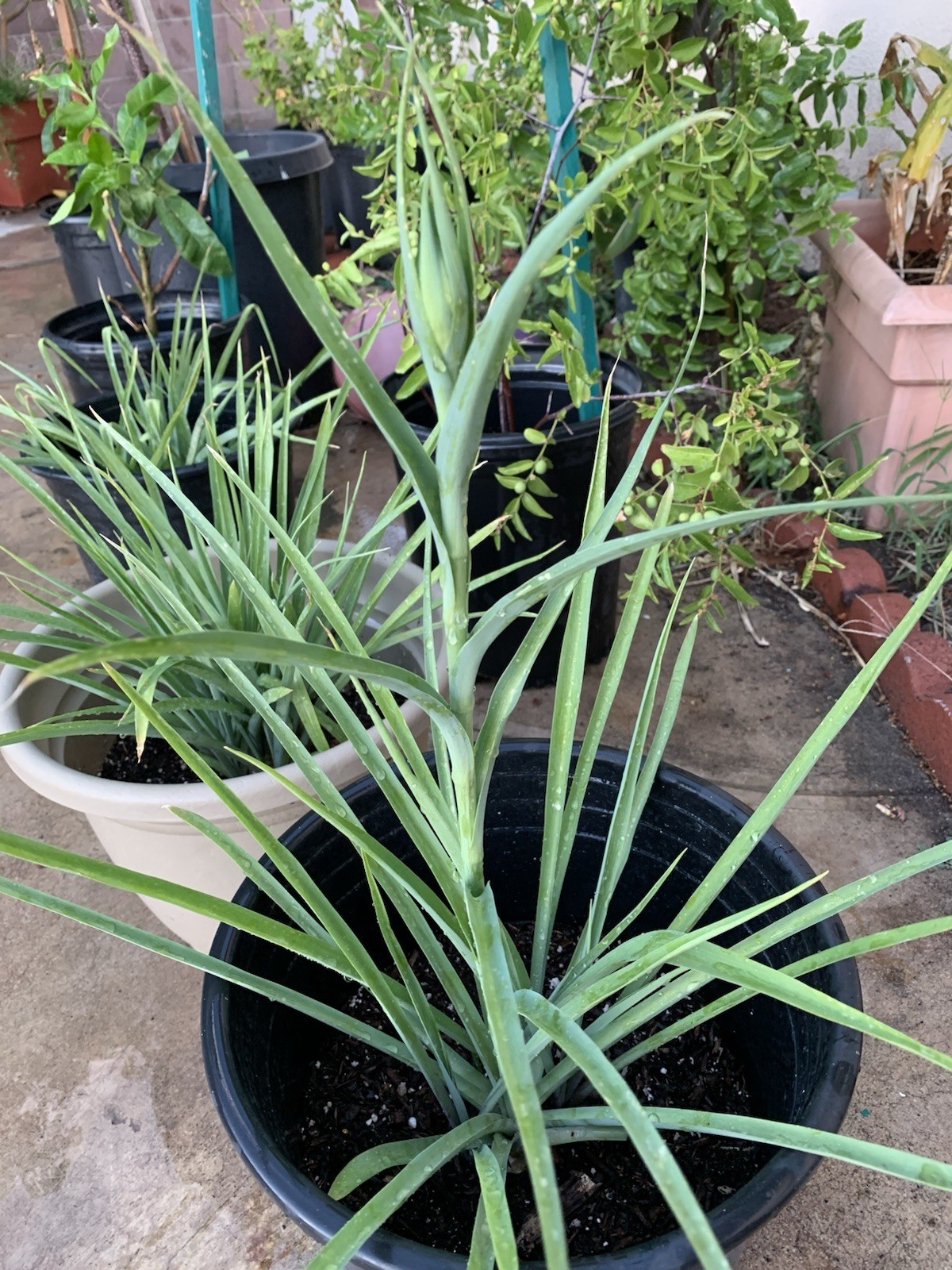 2 Tuberose Fragrance Double Pearl 2 Clump,Bulbs 5+Sz M/L sprouted Ready To Plant