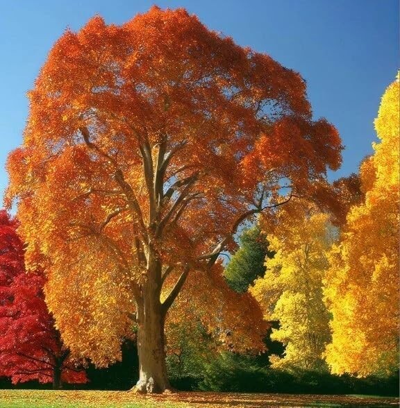 American Sycamore Seeds, (Platanus occidentalis) pack of 50 seeds