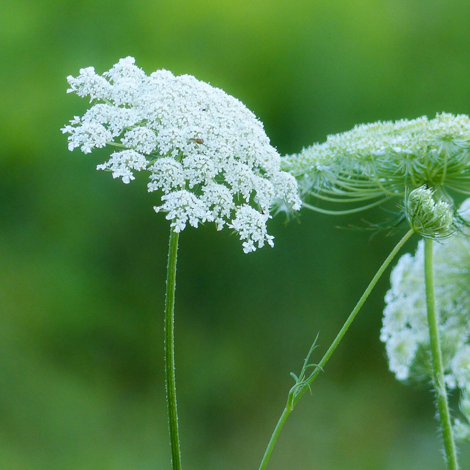 Bishop’s Flower – 500 Seeds – Floral Design & Culinary Uses (Ammi Majus)
