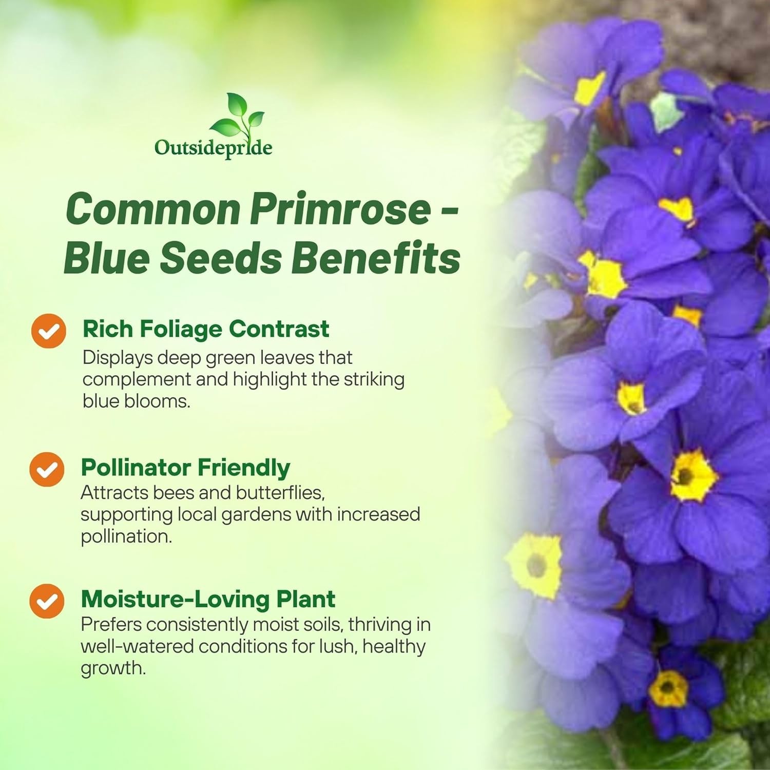 200 Seeds Primrose Seeds – Primula Acaulis Blue Common Primrose Flower Seed