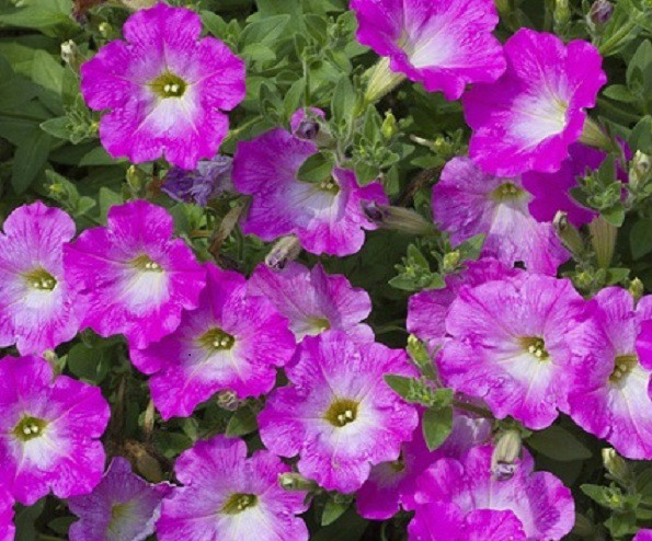 BIN#2R7D2 Petunia Opera Supreme Pink Morn Trailing Petunia 25 pelleted Seeds