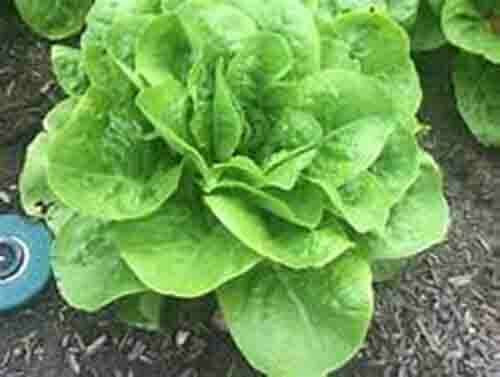 SCARBOROUGH SEEDS Organic Butter Lettuce 1000 Seeds non GMO (Buttercrunch)