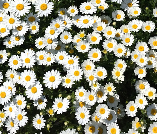 CREEPING DAISY GROUND COVER Chrysanthemum Paludosum – 5,500 Bulk Seeds