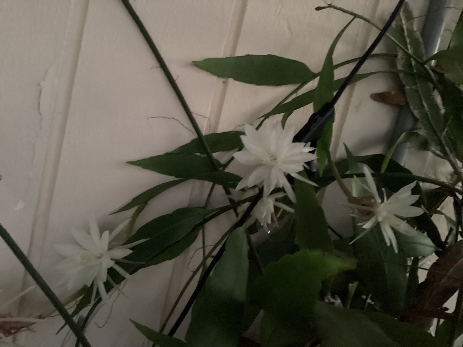 Night Blooming Cereus Cacti, 3 Rooted Clippings 4-11” + 1 free