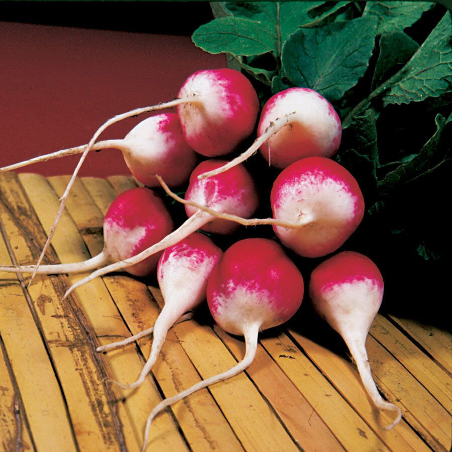 100+ SPARKLER WHITE TIP RADISH SEEDS. FRESH FOR GARDENS