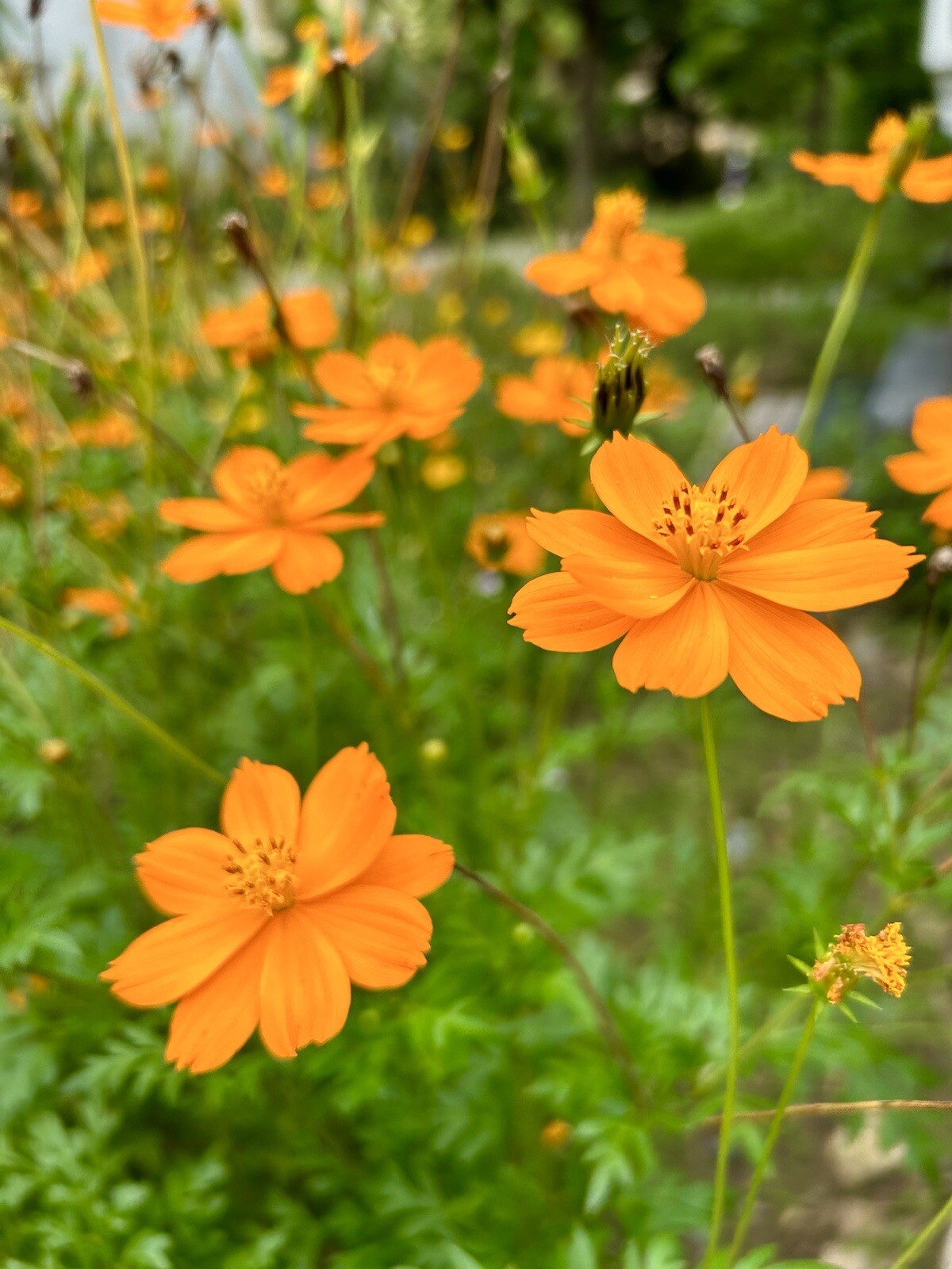 Orange Cosmos Sulphureus, – 50 Seeds 2023 – USA
