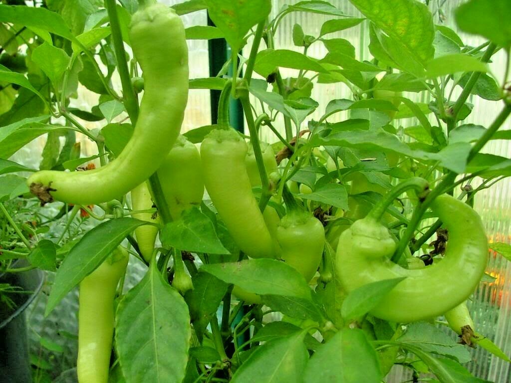 61+CUBANELLE Sweet PEPPER Seeds Organic Vegetable Garden Patio Container Easy