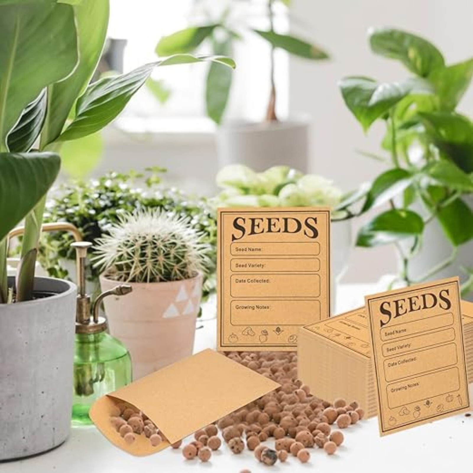 Organic Moringa Seeds – 10g Pack | Non-GMO Fast-Growing Superfood Tree