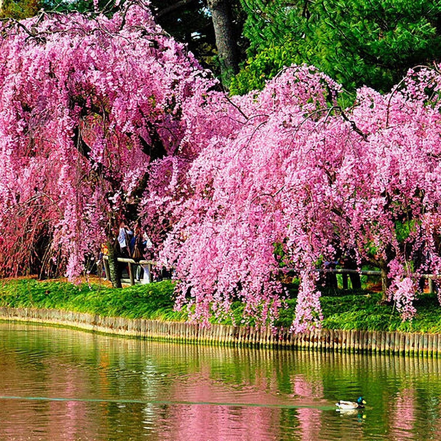 20 Pcs Weeping Sakura Seeds Plant Cherry Blossom Seeds