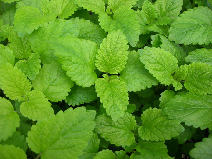 lemon balm, Perennial Herb, HEIRLOOM, 235 seeds! GroCo*