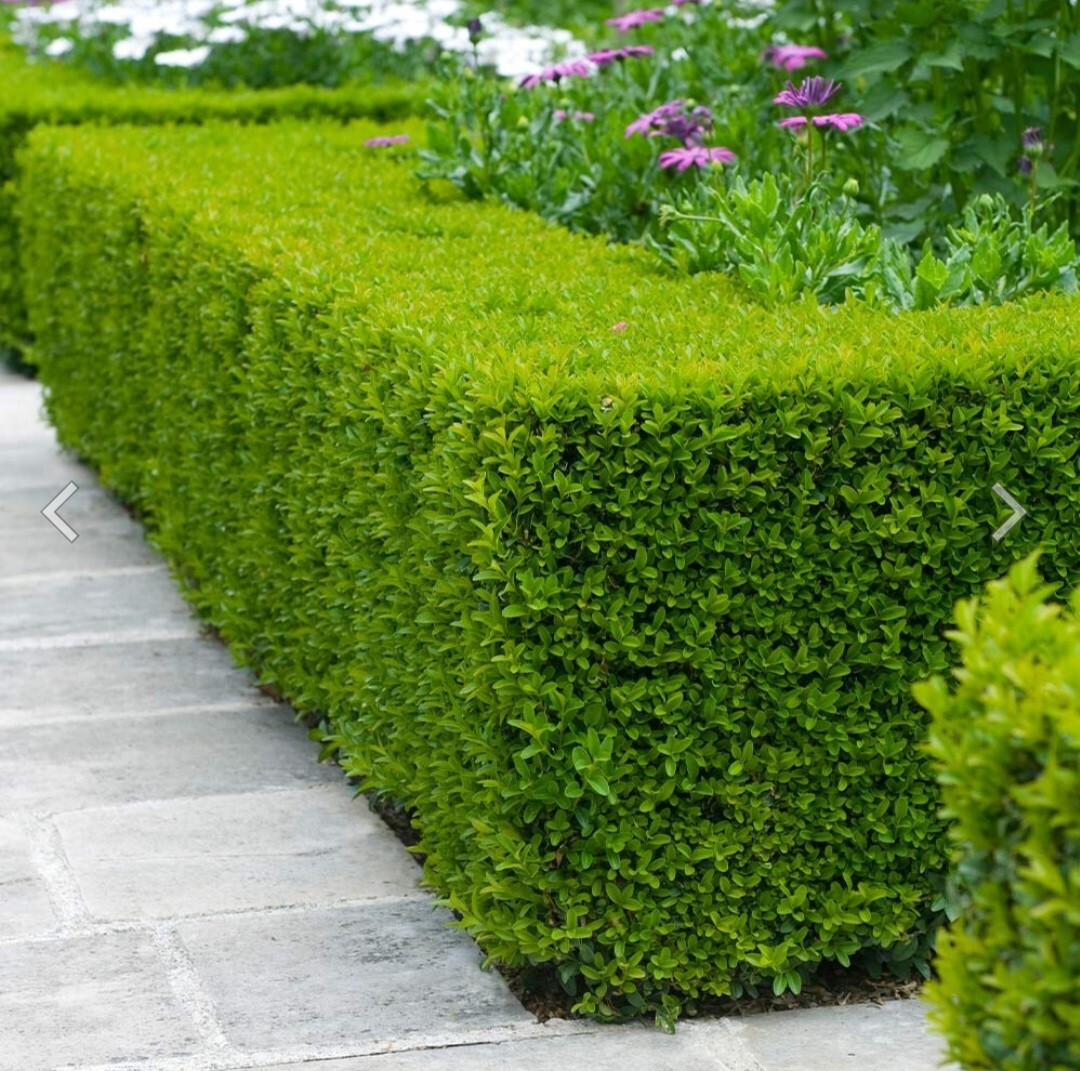 100 Seeds Privet Seeds – Ligustrum vulgare, Ligustrum Quihoui Carr, Ligustrum l