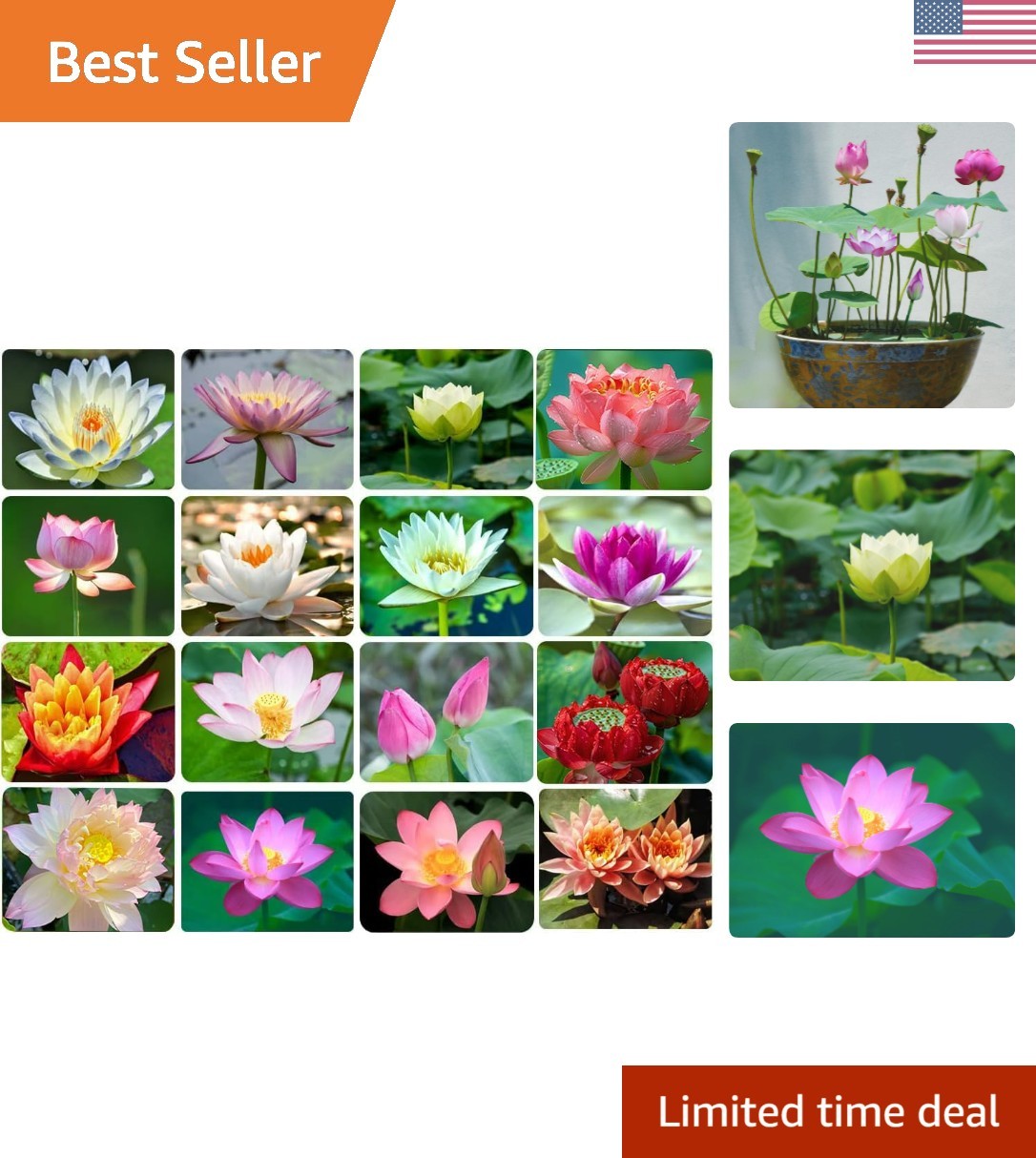 30PCS Bowl Lotus Seeds Bonsai Lotus Seeds for Planting Water Lily Flower Aqua…