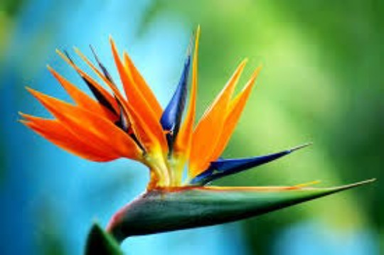 BIRD OF PARADISE SEEDS, 5 Seeds, Strelitzia Reginae, Tropical Plant, ExoticFlowe